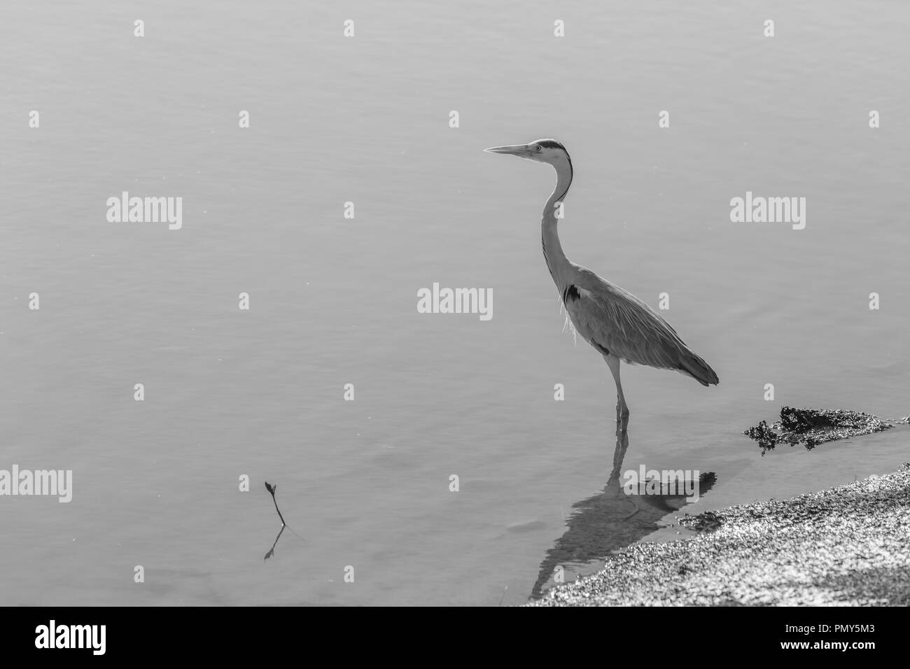 Héron cendré oiseau poisson chasse aux côtés d'eaux peu profondes de la rivière un noir blanc photo processus. Banque D'Images