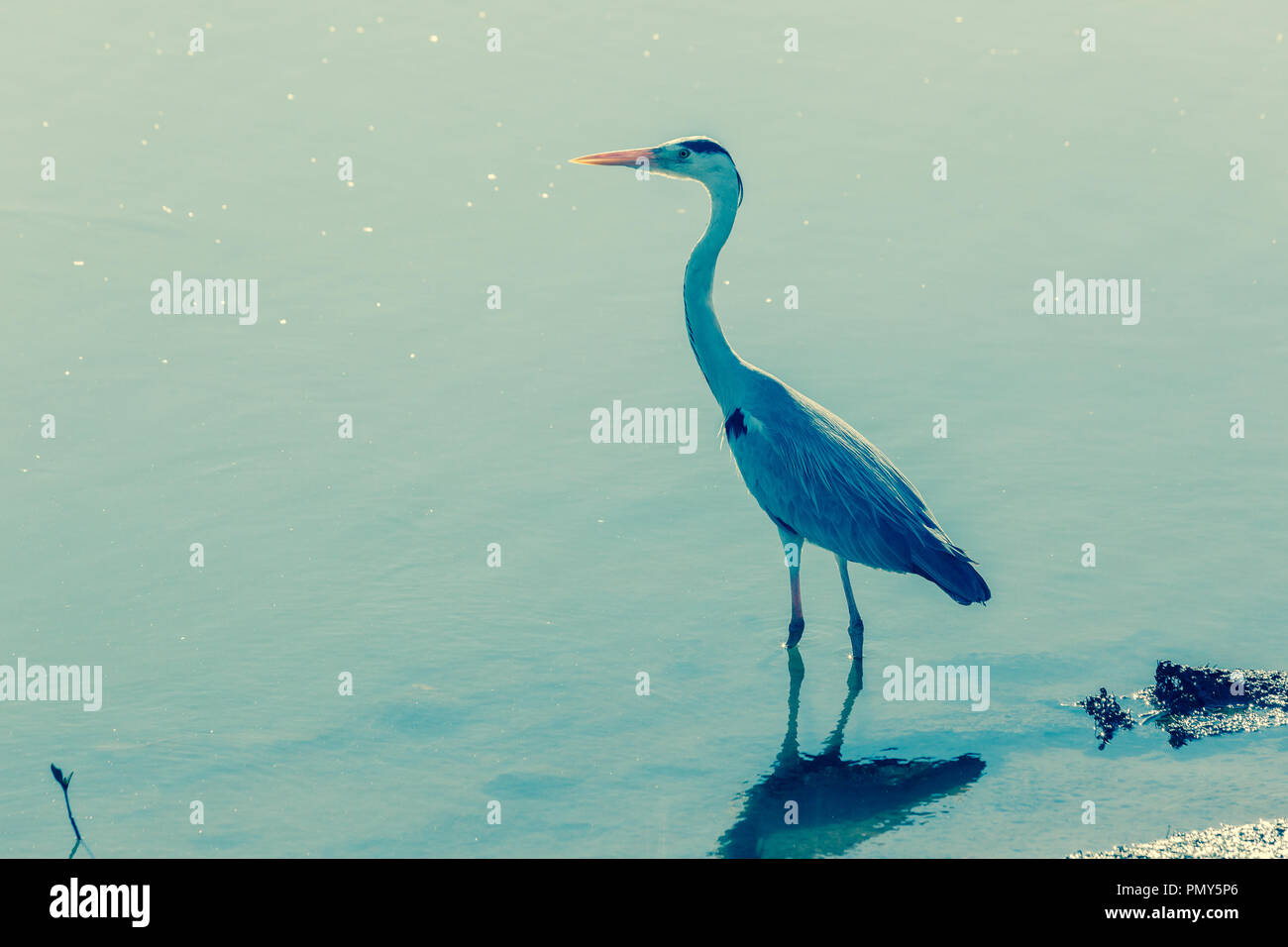 Héron cendré oiseau poisson chasse aux côtés d'eaux peu profondes de la rivière un traitement croisé photo. Banque D'Images