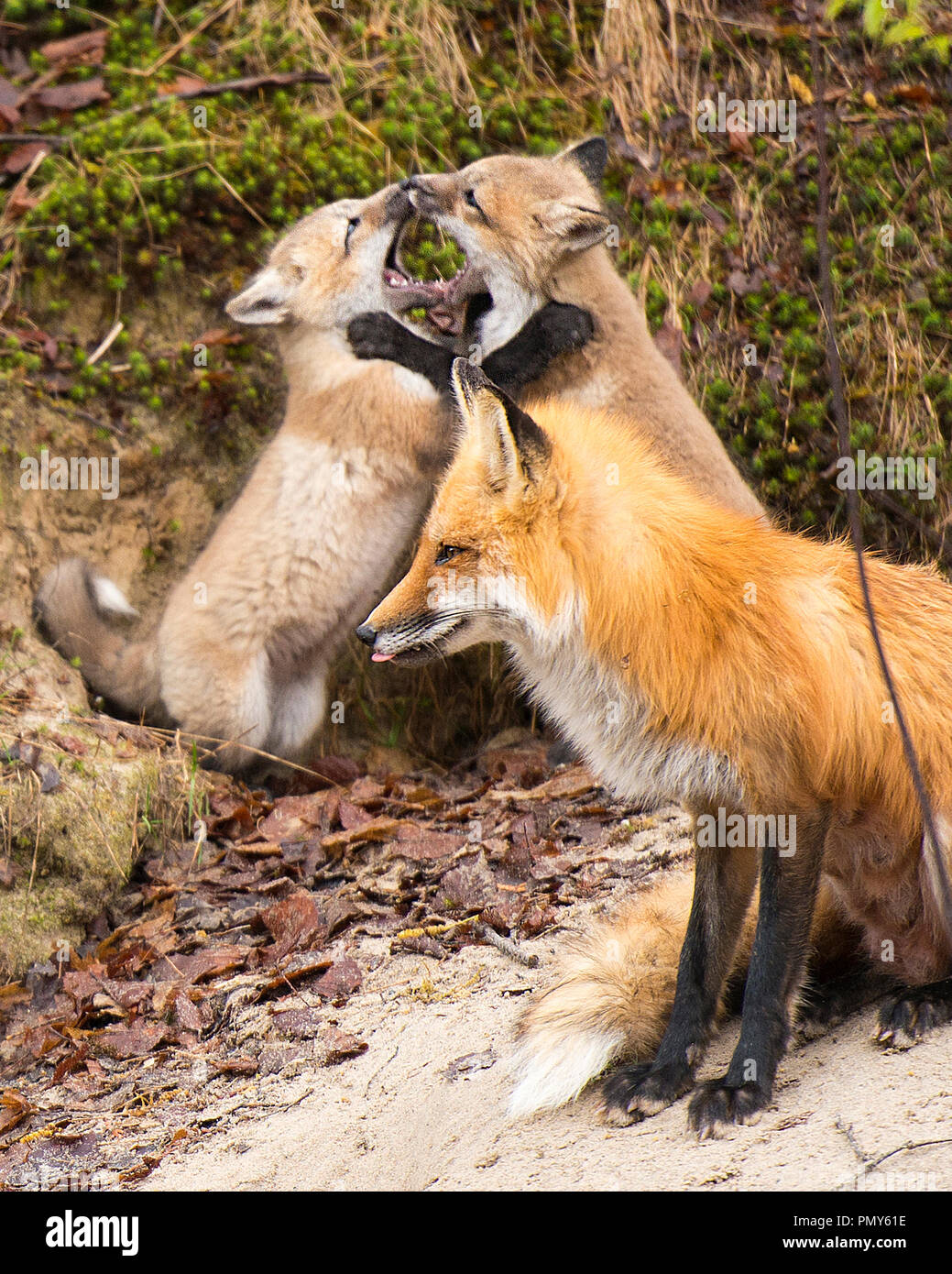 Red Fox mère et deux renards nains wrestling. Banque D'Images