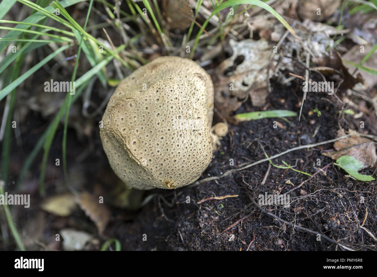 Scleroderma verrucosum est un champignon basidiomycète et un membre du genre sclérodermie Banque D'Images