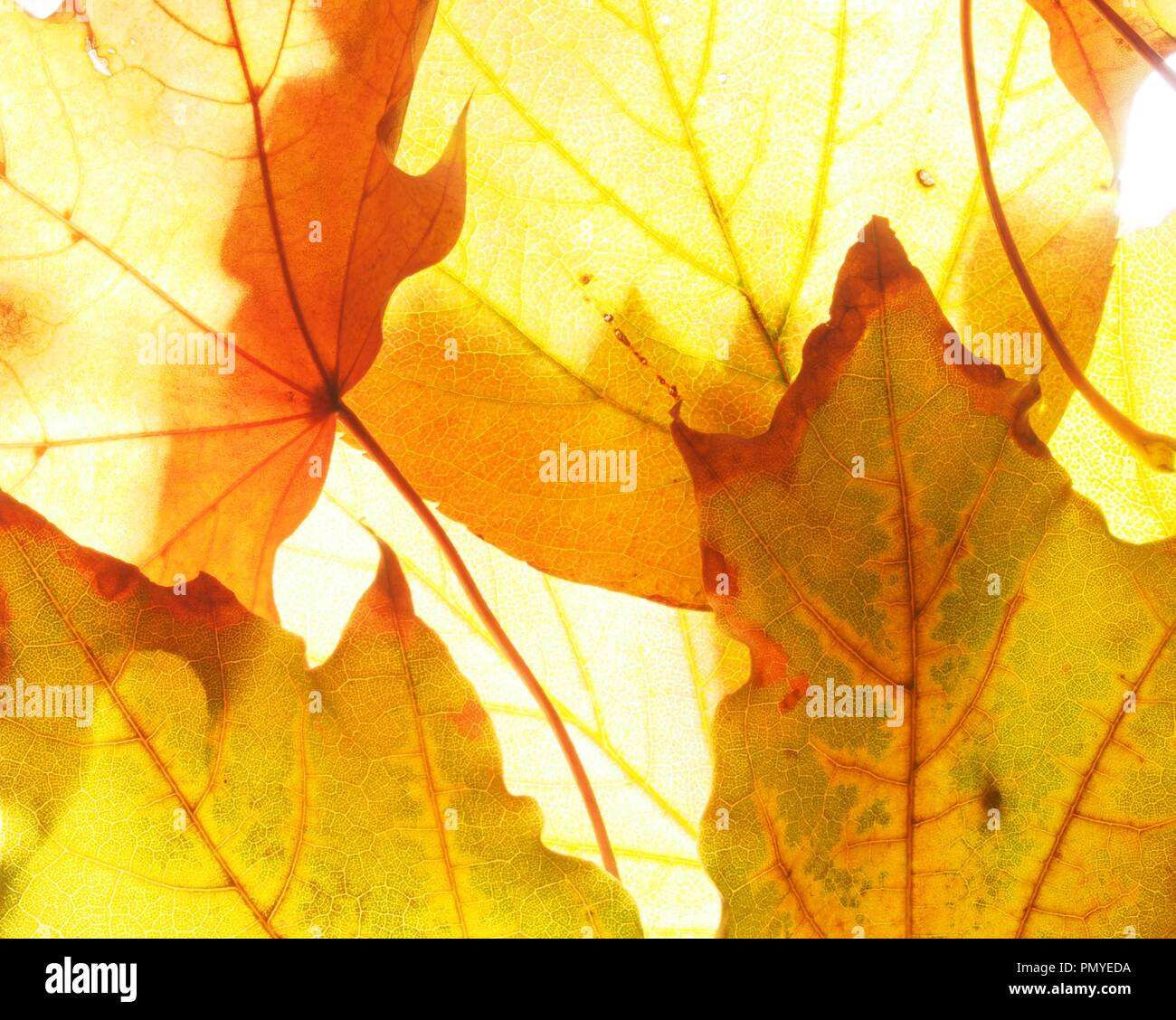 Tombée de l'automne feuilles d'érable sur la lumière. La texture. Close up. Banque D'Images
