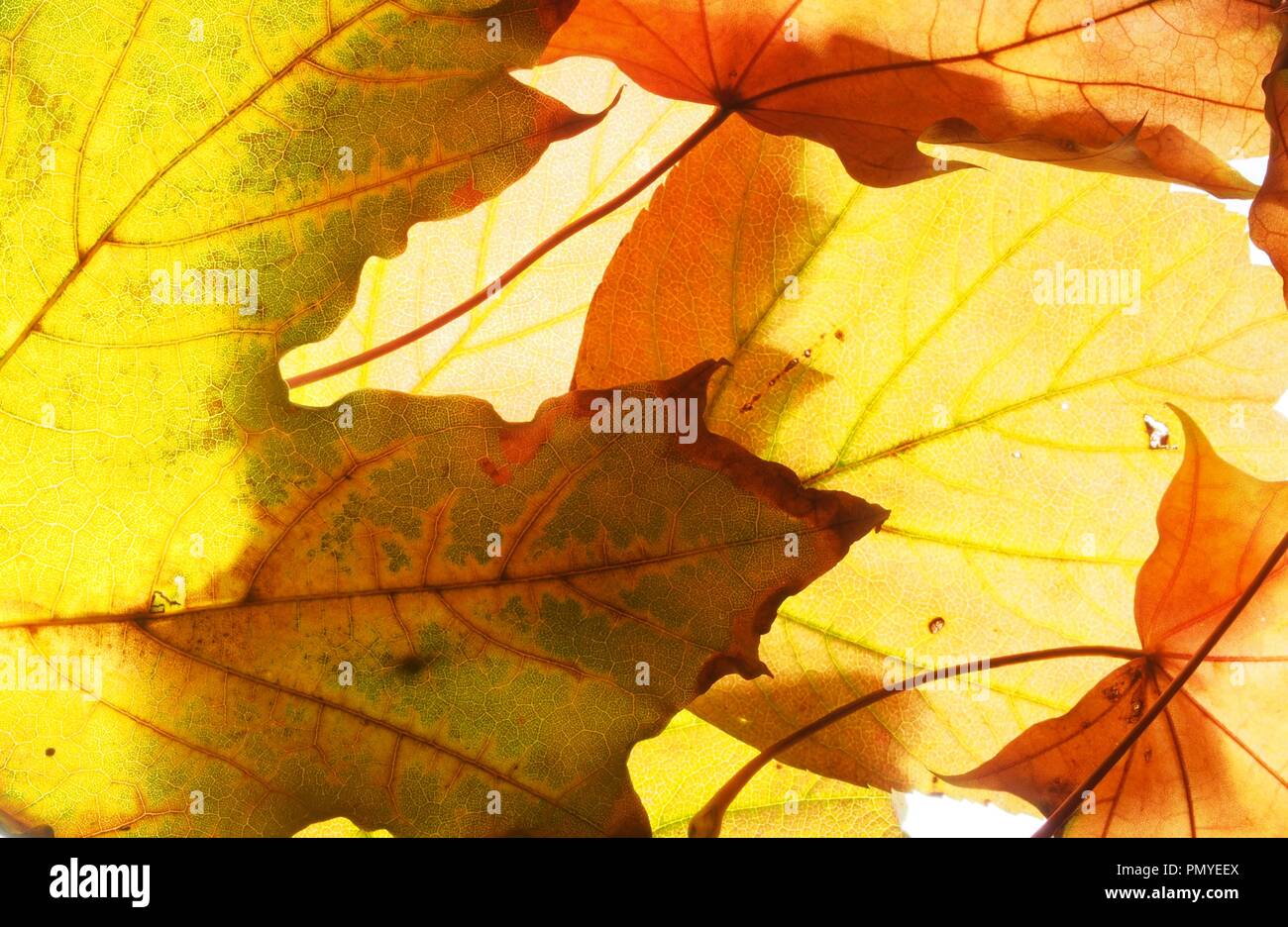 Tombée de l'automne feuilles d'érable sur la lumière. La texture. Close up. Banque D'Images