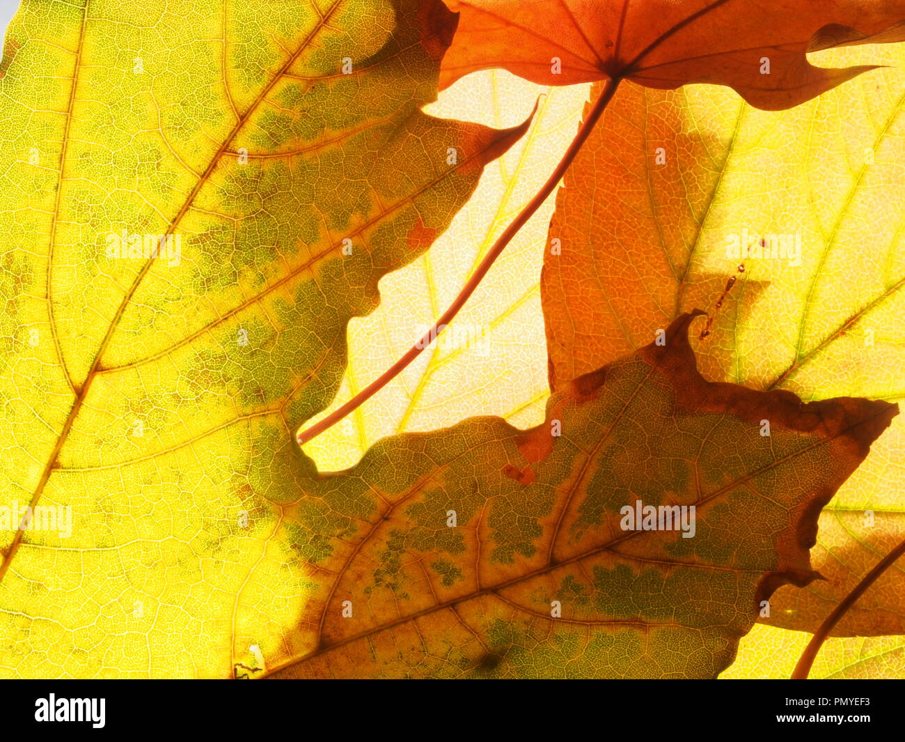 Tombée de l'automne feuilles d'érable sur la lumière. La texture. Close up. Banque D'Images