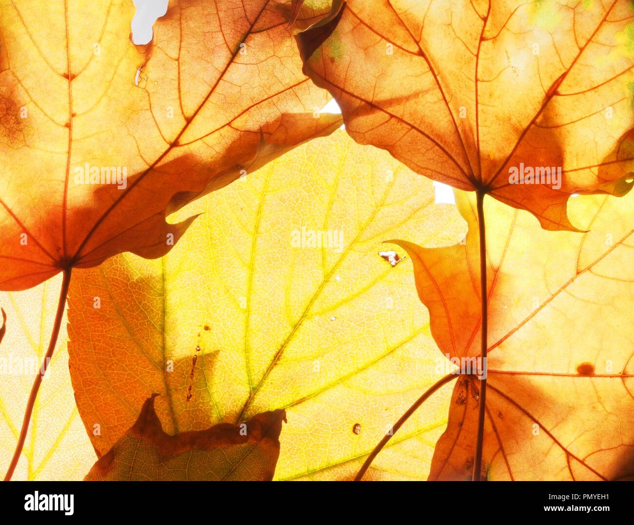 Tombée de l'automne feuilles d'érable sur la lumière. La texture. Close up. Banque D'Images