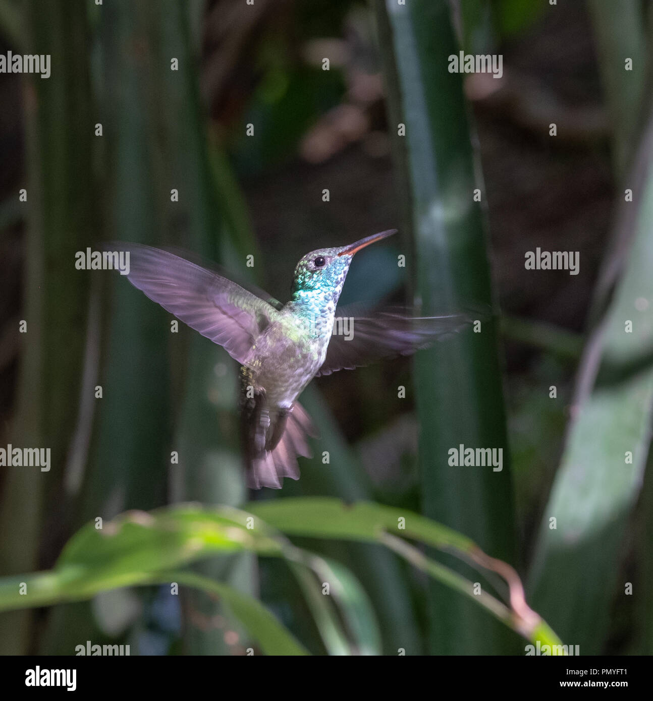 Versicolored Emerald (Amazilia versicolor) hummingbird en vol. , Puerto Iguazú, Argentine Banque D'Images