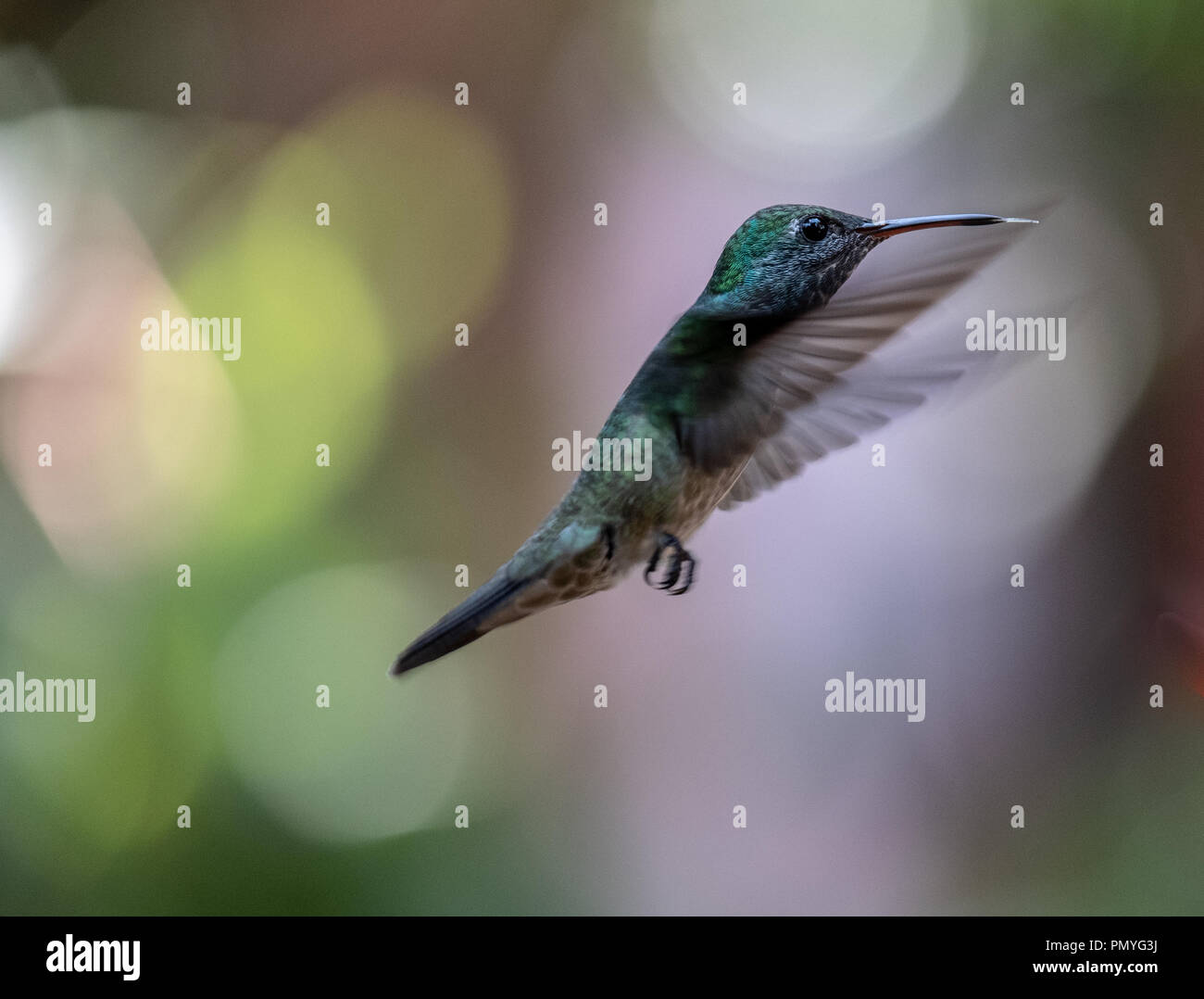 Versicolored Emerald (Amazilia versicolor) hummingbird en vol. , Puerto Iguazú, Argentine Banque D'Images