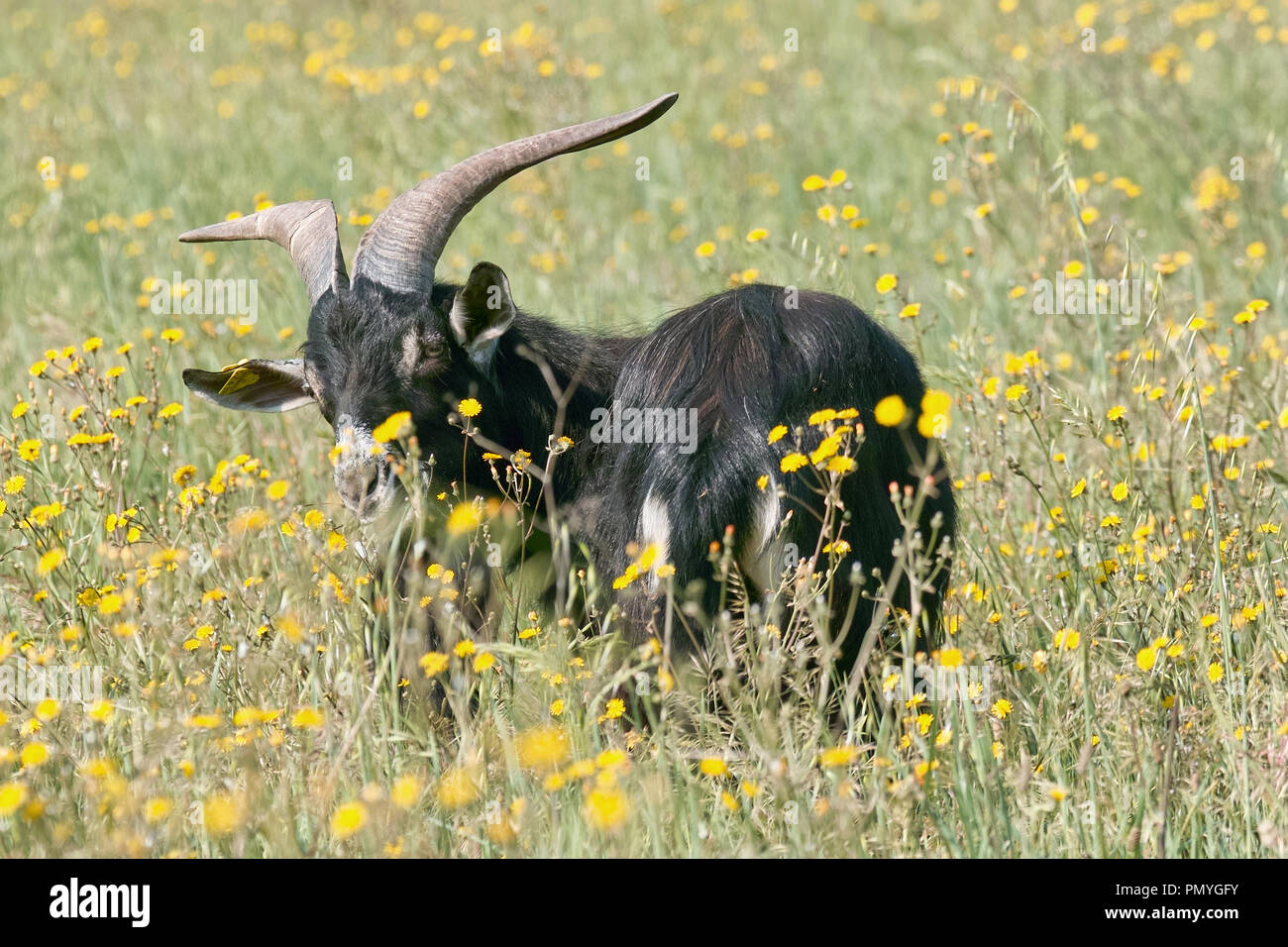 Chèvre gargano paissant dans une prairie en fleurs Banque D'Images