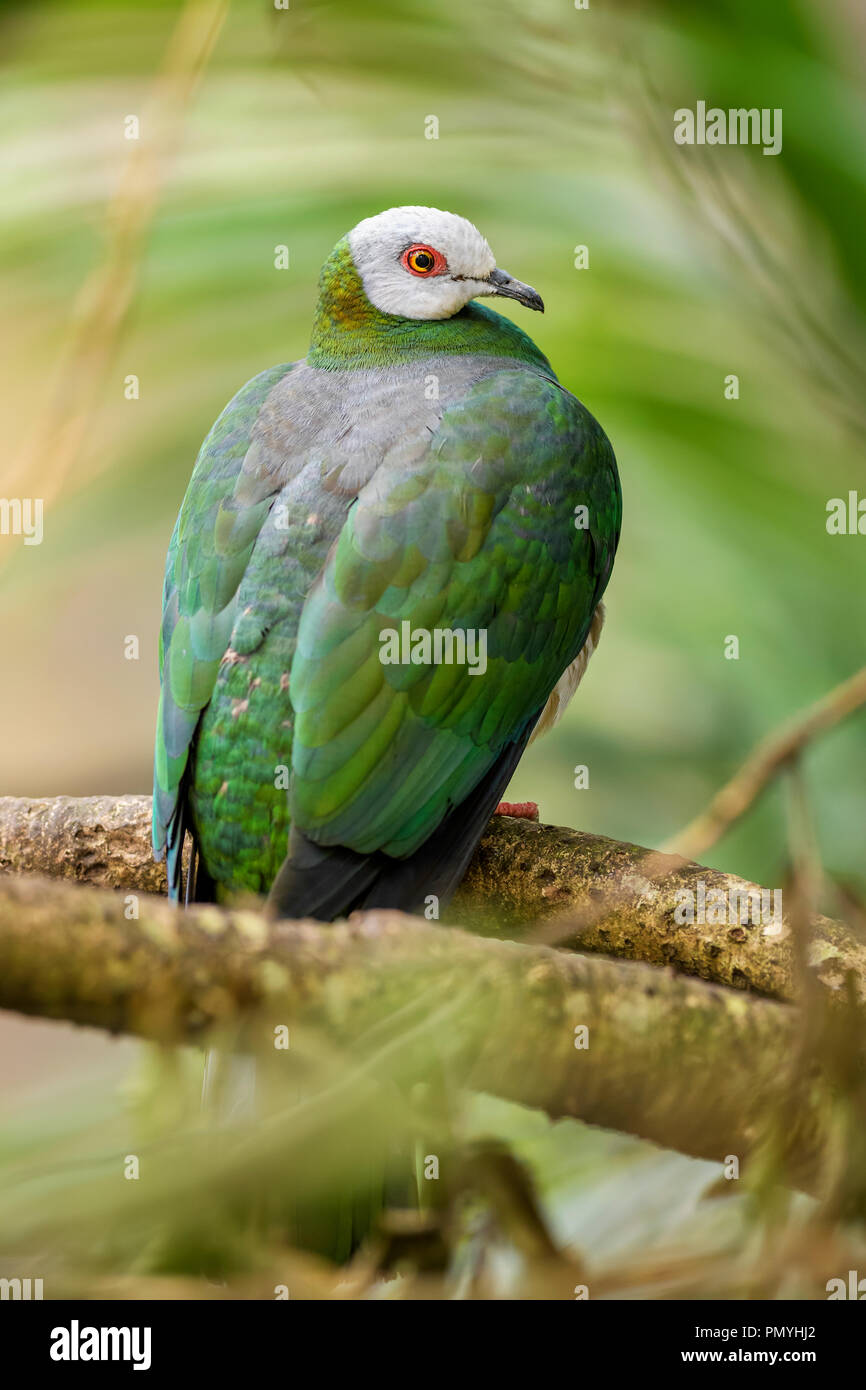 Impérial à ventre blanc-pigeon - Ducula forsteni, beau pigeon colorés de l'Indonésien les forêts et les terres boisées. Banque D'Images