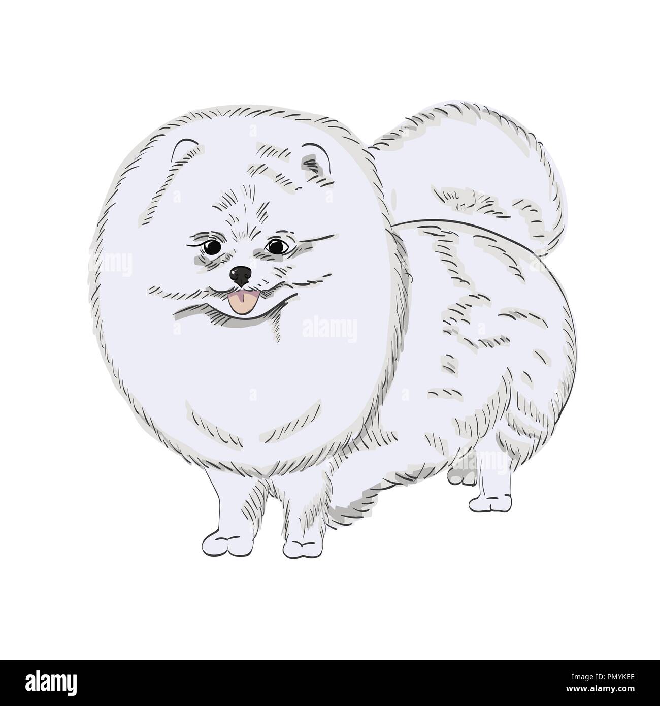 Blanc chien pomeranian illustration dessiné à la main. Cute white dog sketch isolé sur fond blanc. Illustration de Vecteur
