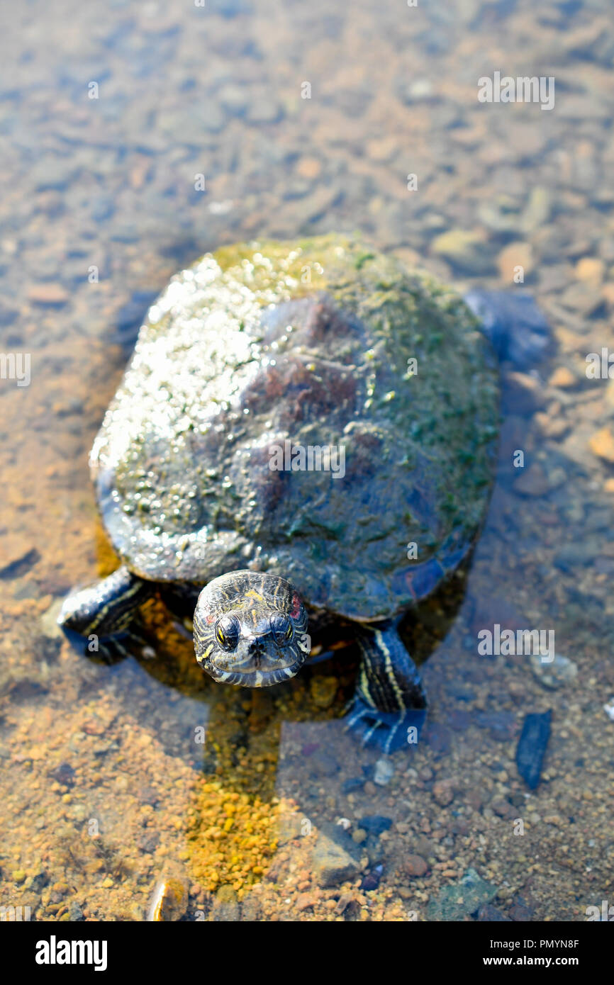 Tortue tortue et douce Banque D'Images