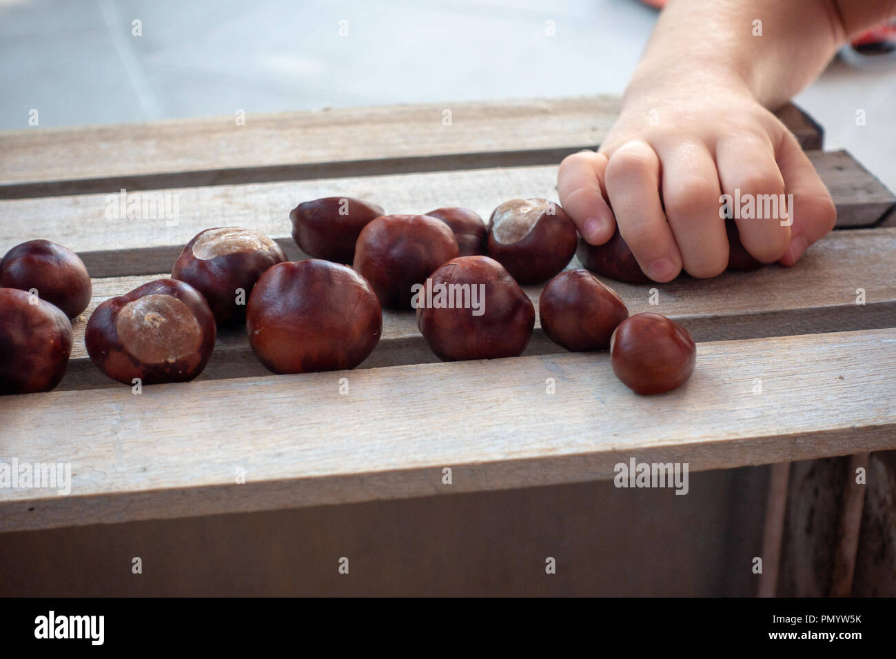 Conkers, écossés châtaignes sur boîte en bois ramassé bz zoung filles part Banque D'Images