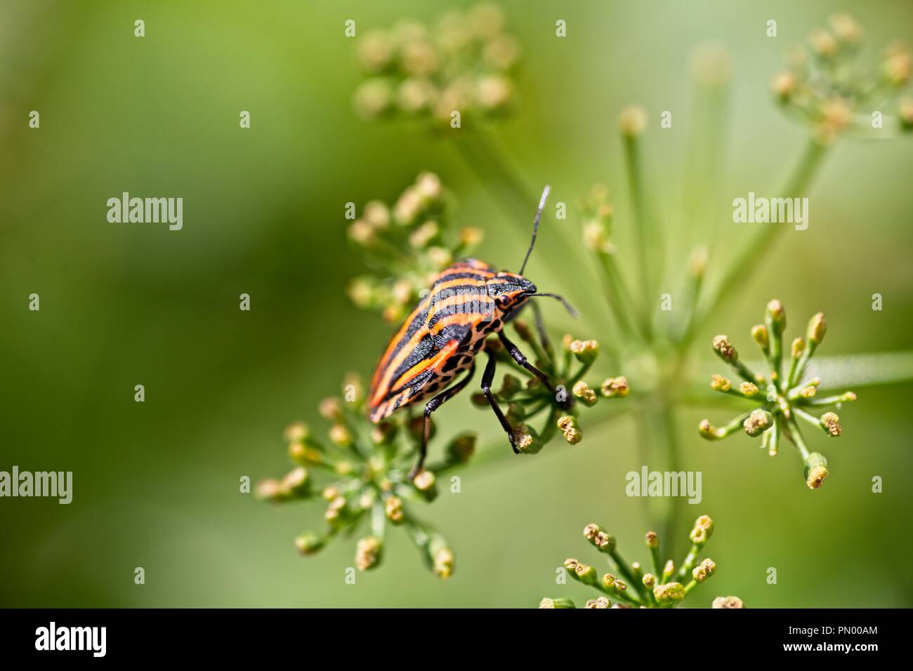 Bug de l'écran rayé italien Banque D'Images