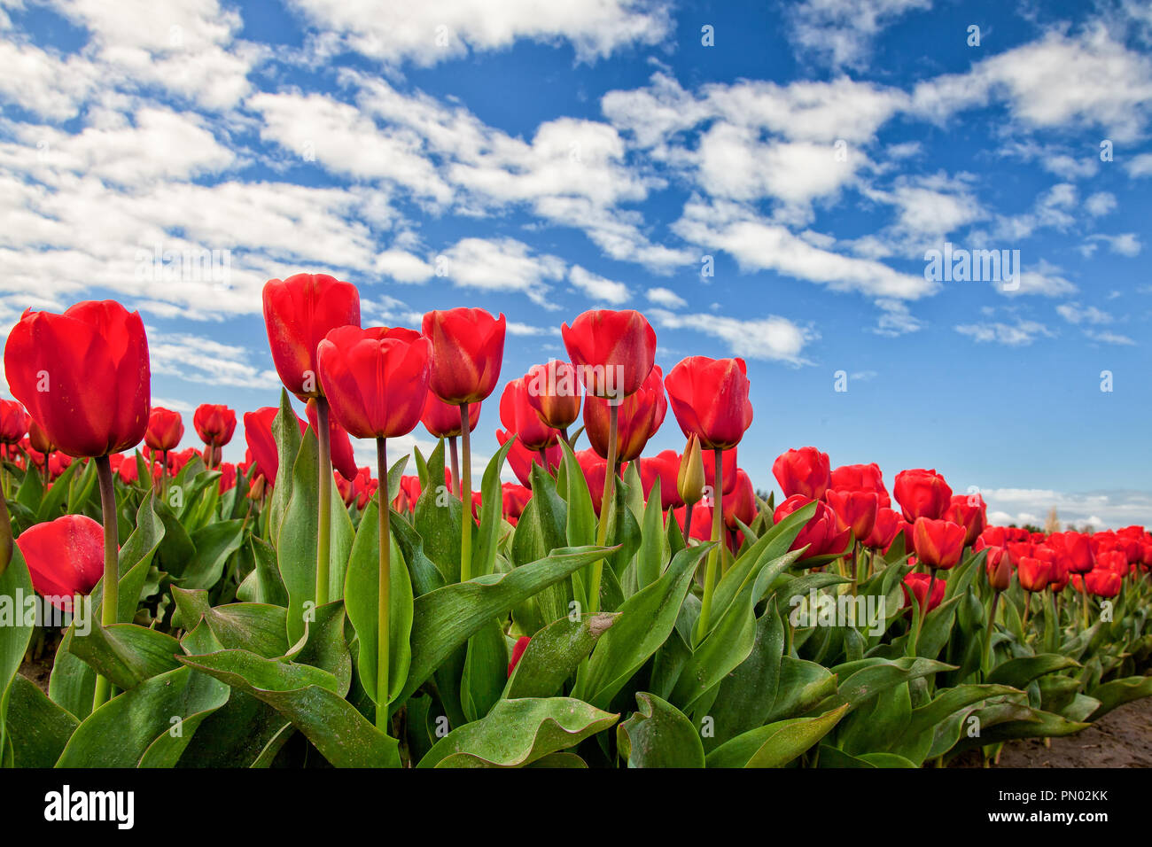Tulipes rouges fleurissent à Mount Vernon, Washington, dans la vallée de la Skagit Banque D'Images