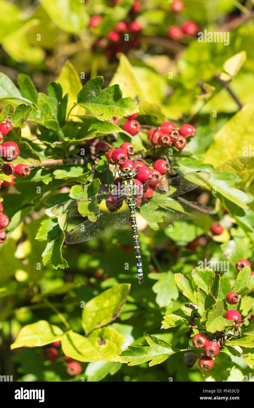 Libellule anax empereur femelle (imperator) sur les baies d'aubépine. Bodenham Lake Herefordshire UK. Septembre 2018 Banque D'Images