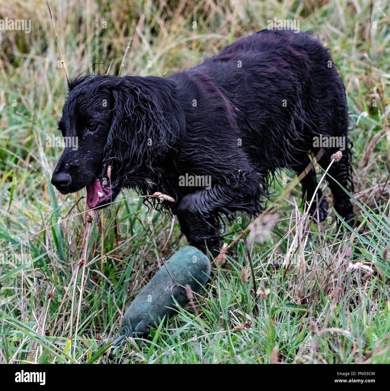 Springer et Cocker Spaniels en jeu.. les gundogs de travail apprécient les temps morts Banque D'Images