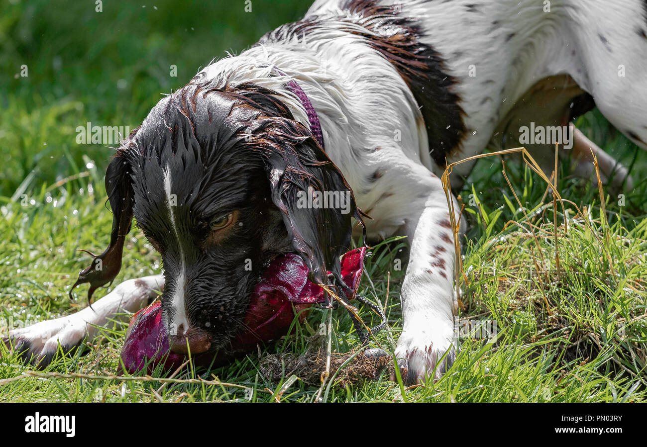 Springer et Cocker Spaniels en jeu.. les gundogs de travail apprécient les temps morts Banque D'Images