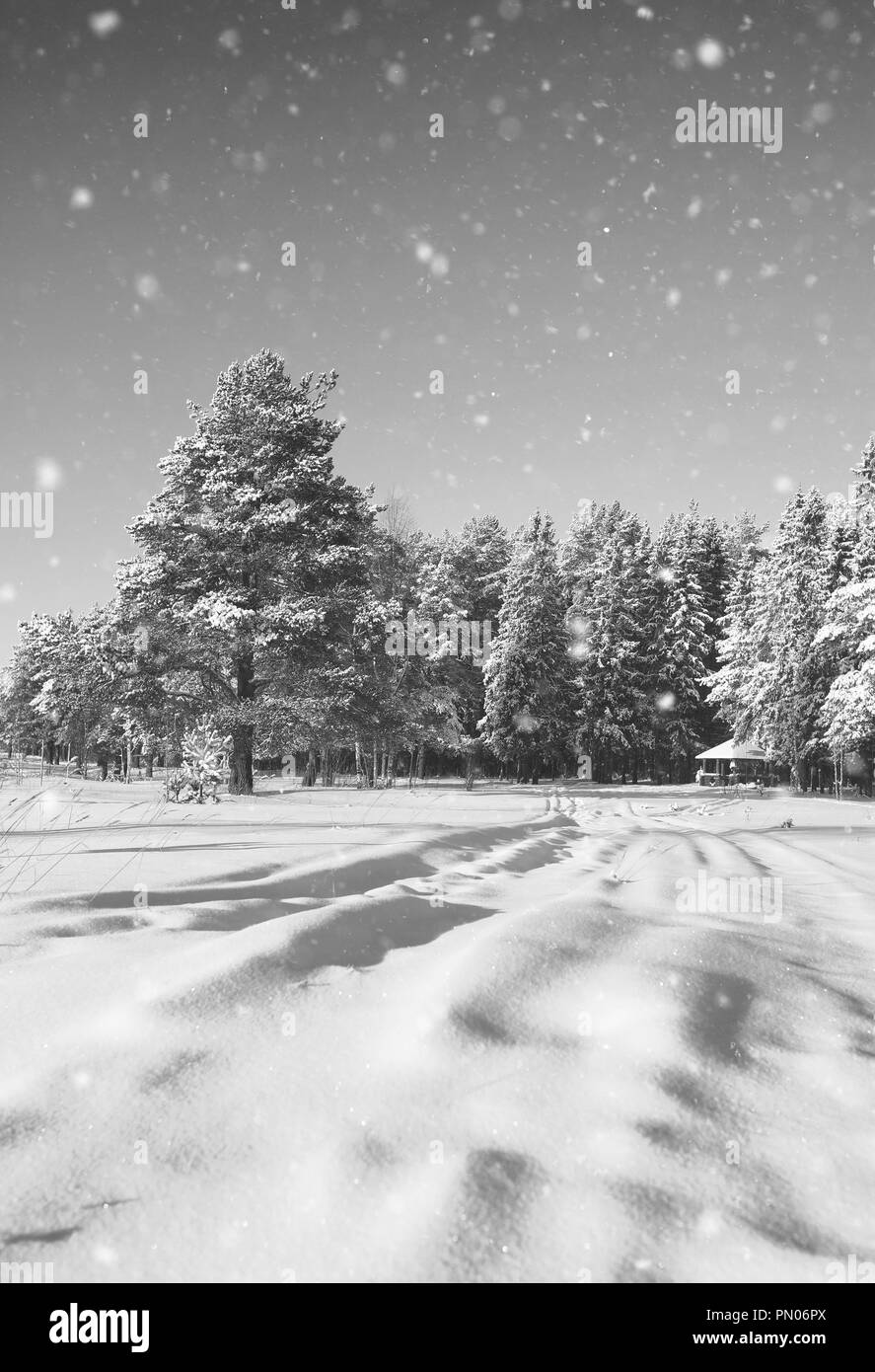 Gazebo en bois monochrome en forêt en hiver journée ensoleillée Banque D'Images