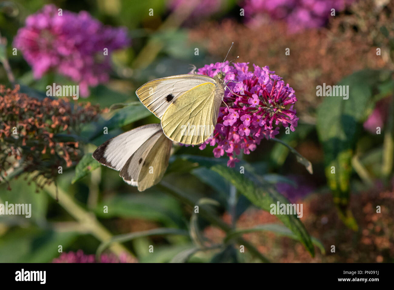 Pieris brassicae, chou blanc papillon sur fleur Banque D'Images