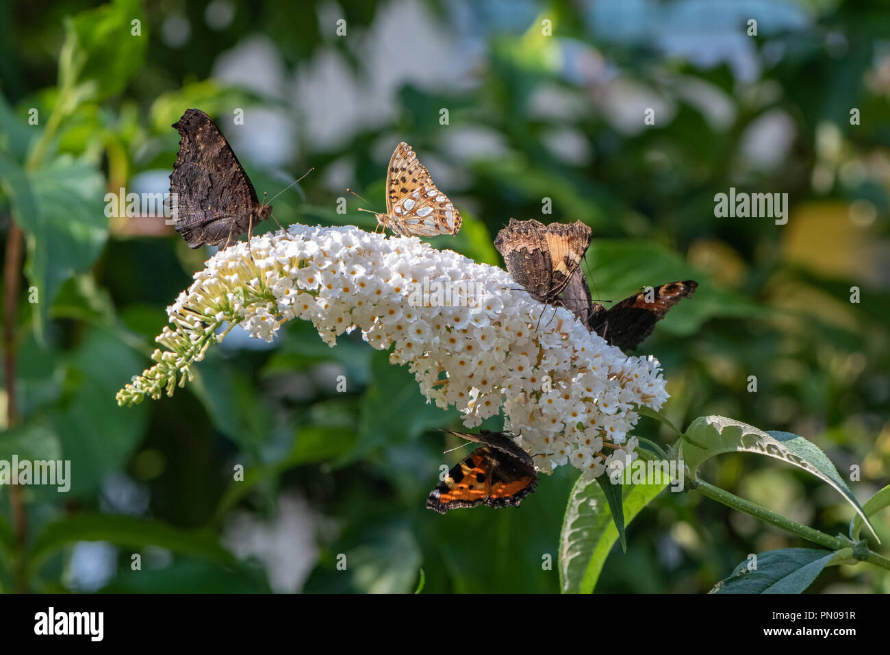 European peacock , Mur Brown et écaille Butterfly on flower Banque D'Images