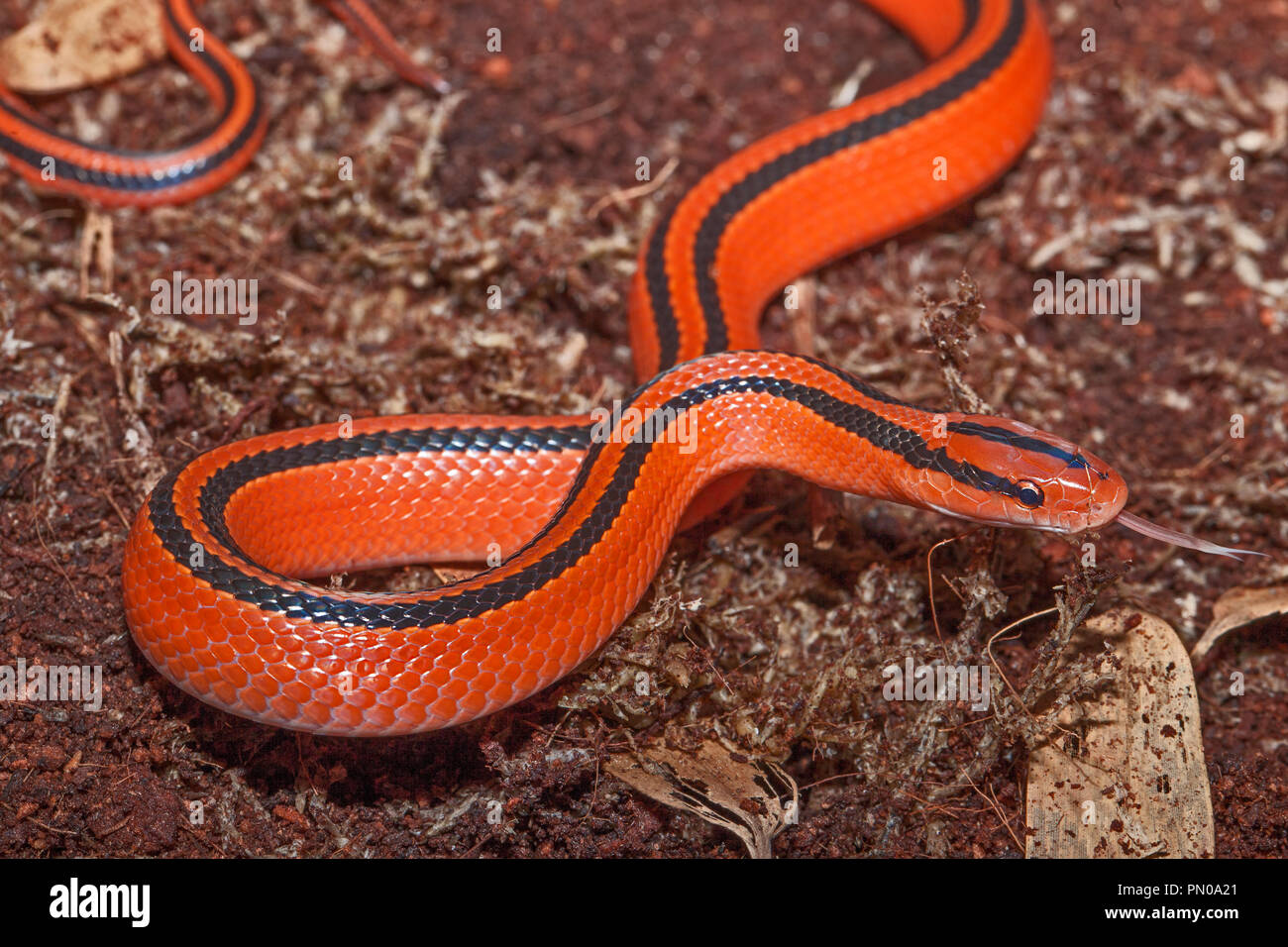Les jeunes Thai Red Serpent Montagne (Oreocryptophis porphyraceus) coxi Banque D'Images