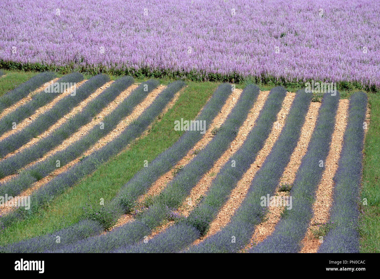 Les modèles de champ de sauge sclarée, Salvia sclarea, et lignes de lavande sur le Plateau de Valensole Alpes de Haute Provence Provence France Banque D'Images