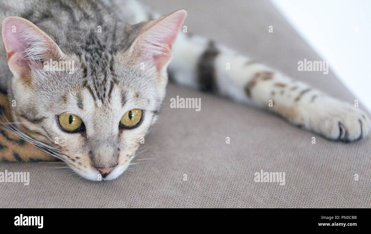 Vue rapprochée de beau mâle chaton Bengal silver portrait Banque D'Images