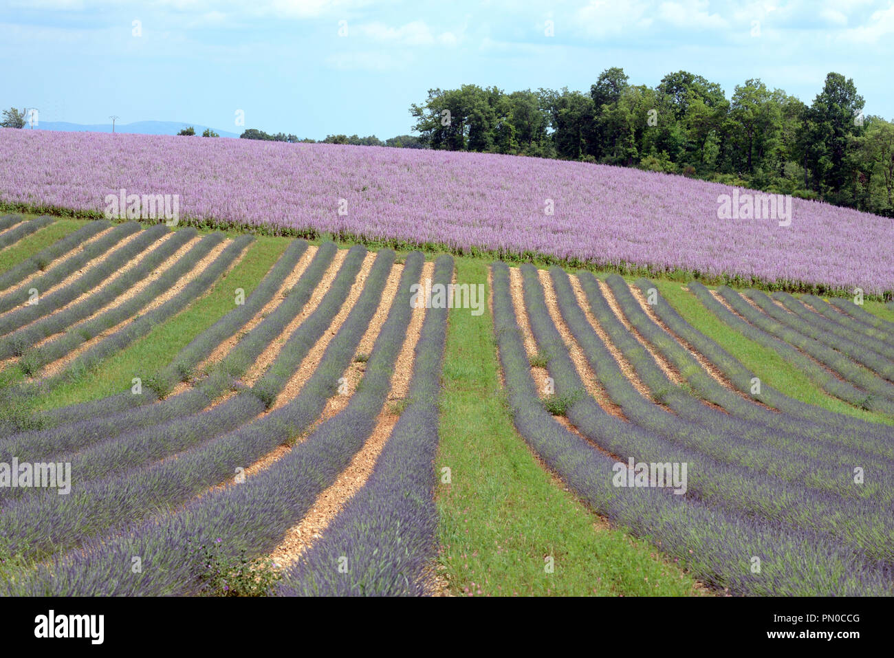 Les modèles de champ de sauge sclarée, Salvia sclarea, et lignes de lavande sur le Plateau de Valensole Alpes de Haute Provence Provence France Banque D'Images