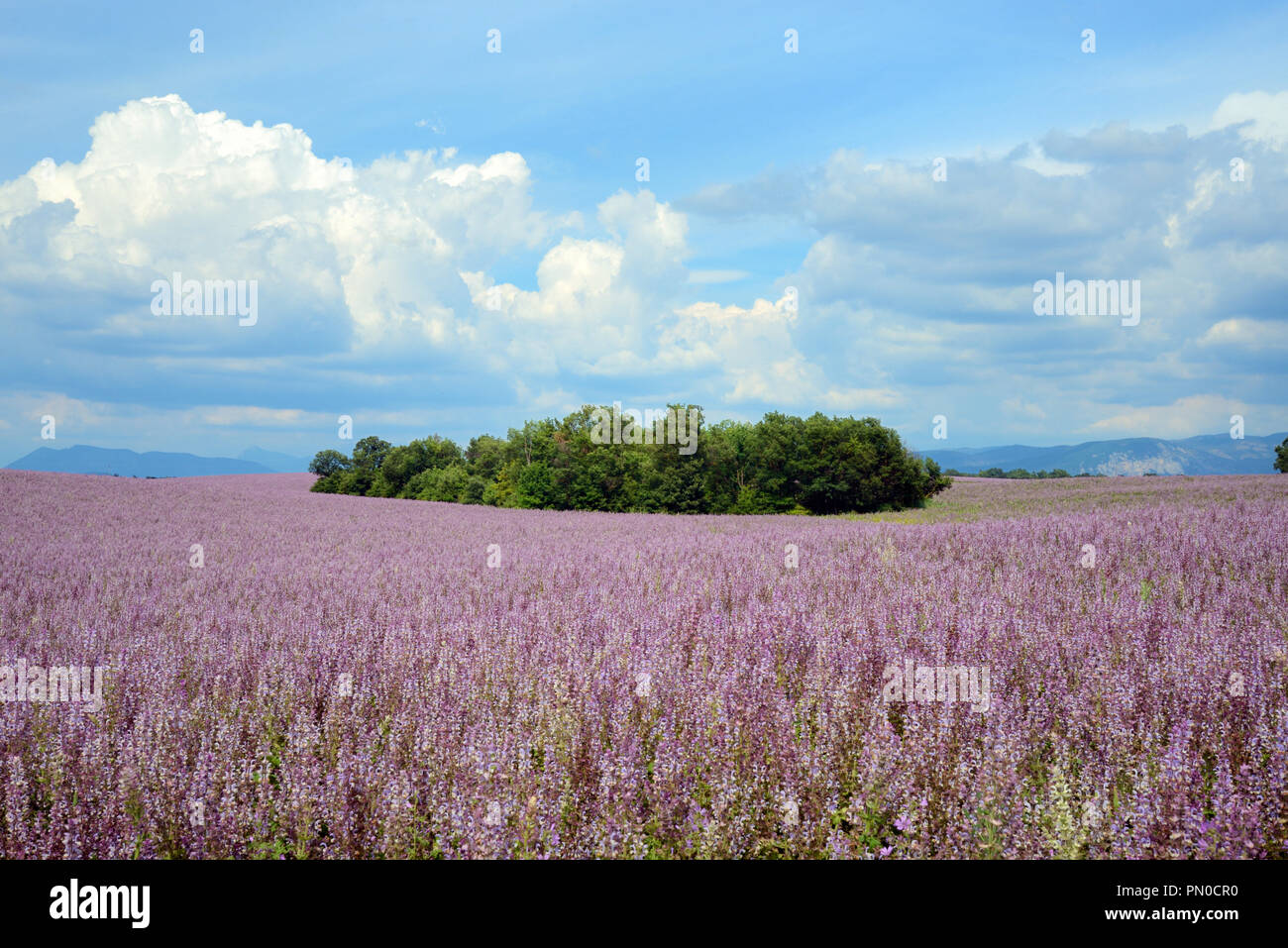 Domaine de la Sage commerciale ou la sauge sclarée, Salvia sclarea, sur le Plateau de Valensole Provence France Banque D'Images