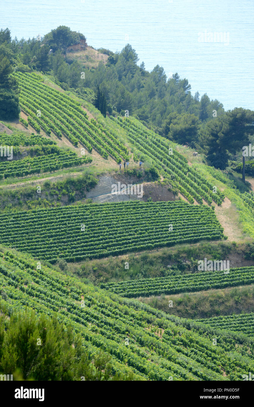 Terrasses ou vignoble vignobles en terrasses en pente jusqu'à la côte de Cassis Provence France Banque D'Images