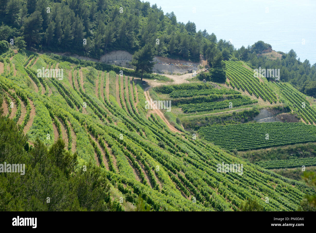 Terrasses ou vignoble vignobles en terrasses en pente jusqu'à la côte de Cassis Provence France Banque D'Images