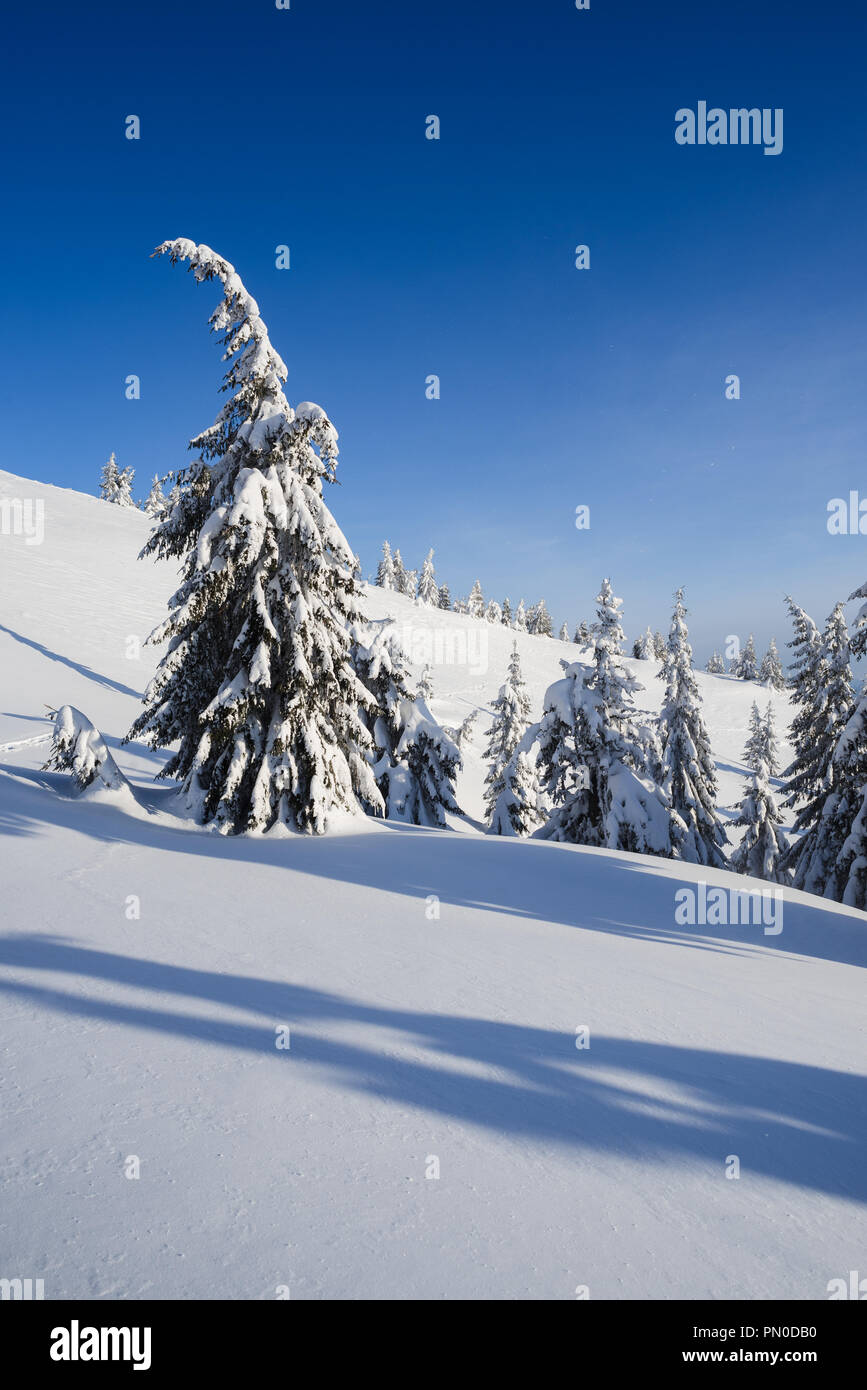 Photos de paysages de montagne d'hiver. Sapins dans la neige. Une journée ensoleillée avec un ciel bleu. Voir la neige après Noël Banque D'Images