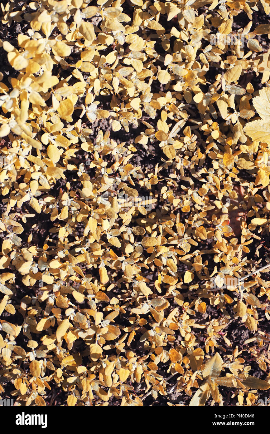 Nature de l'automne. Feuilles et avec les feuilles jaunes dans la p Banque D'Images Nature de l'automne. Feuilles et avec les feuilles jaunes dans la p Banque D'Images