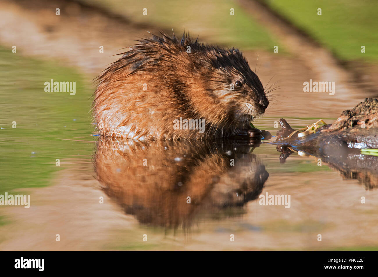 Le rat musqué (Ondatra zibethicus) espèces introduites originaire d'Amérique du Nord Banque D'Images