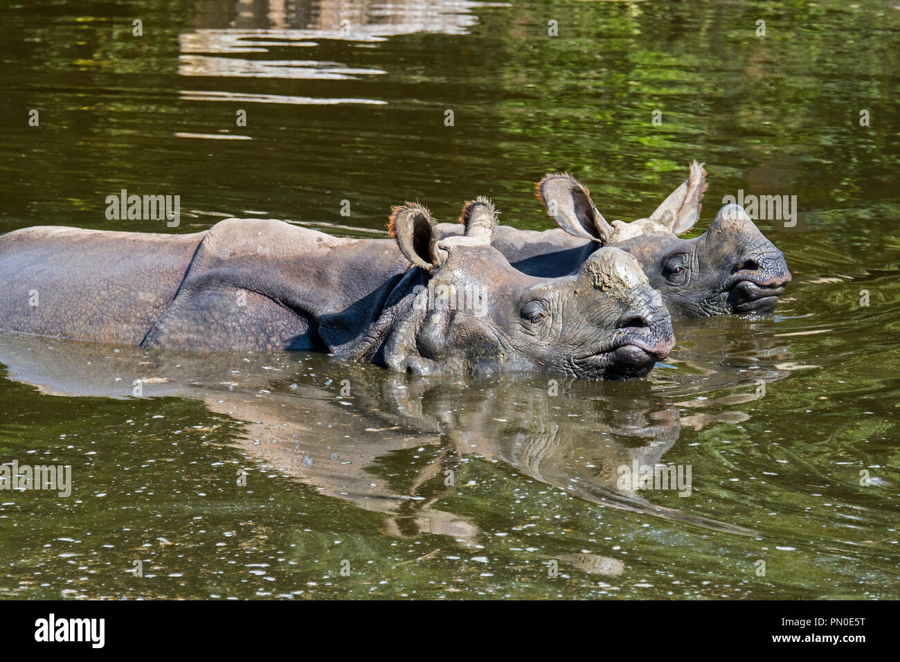 Le rhinocéros indien (Rhinoceros unicornis) avec de jeunes femmes en étang de baignade Banque D'Images