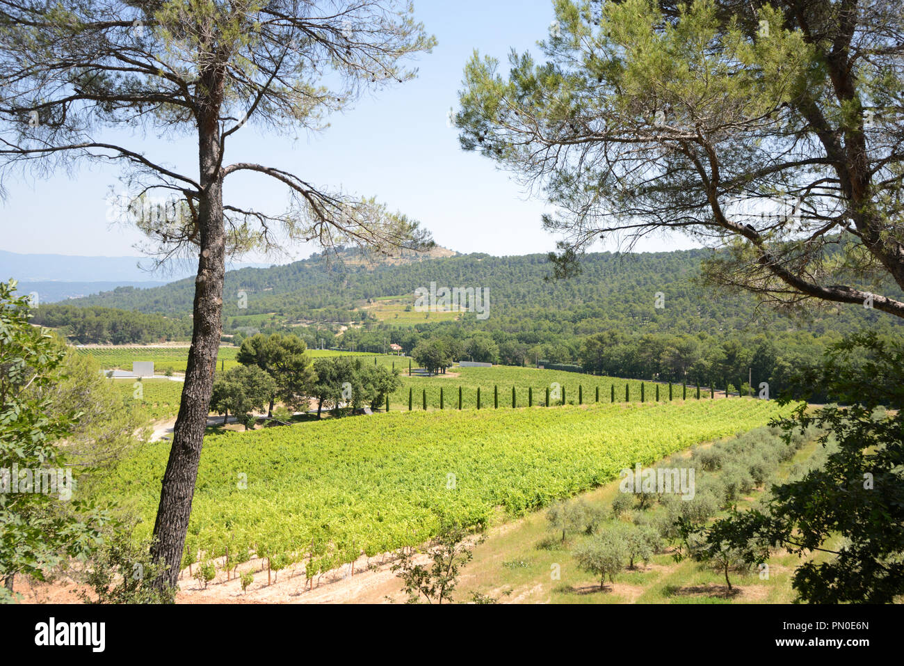 Coteaux d'AixenProvence vignoble AOC au Château La Coste Le PuySainteRéparade près de Aixen