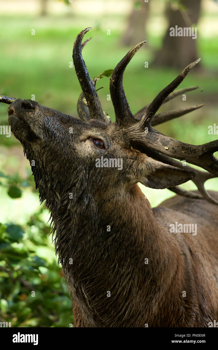 Roi de la forêt - l'eau et la boue Red Deer Stag en début de l'automne Banque D'Images