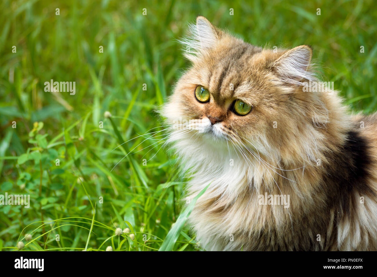 Chat Chaton Persan Chinchilla Golden Assis Sur L Herbe Verte Et De Concentrer La Recherche De Quelque Chose Dans Le Jardin Avec Sunbeam A La Matinee Du Photo Stock Alamy