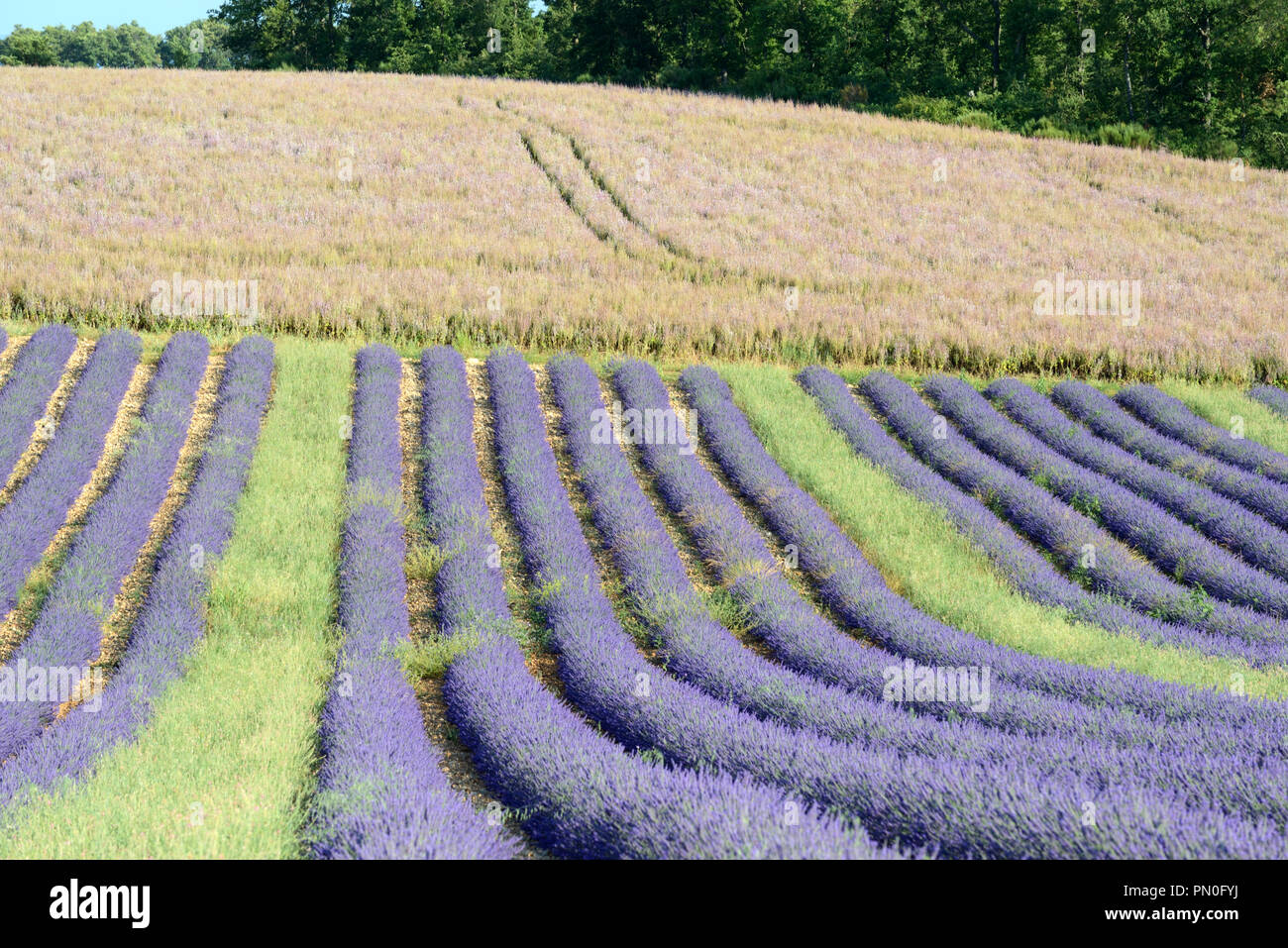 Rangées de Lavandes & Domaine de Clary ou sauge sclarée, Salvia sclarea, sur le Plateau de Valensole Provence France Banque D'Images