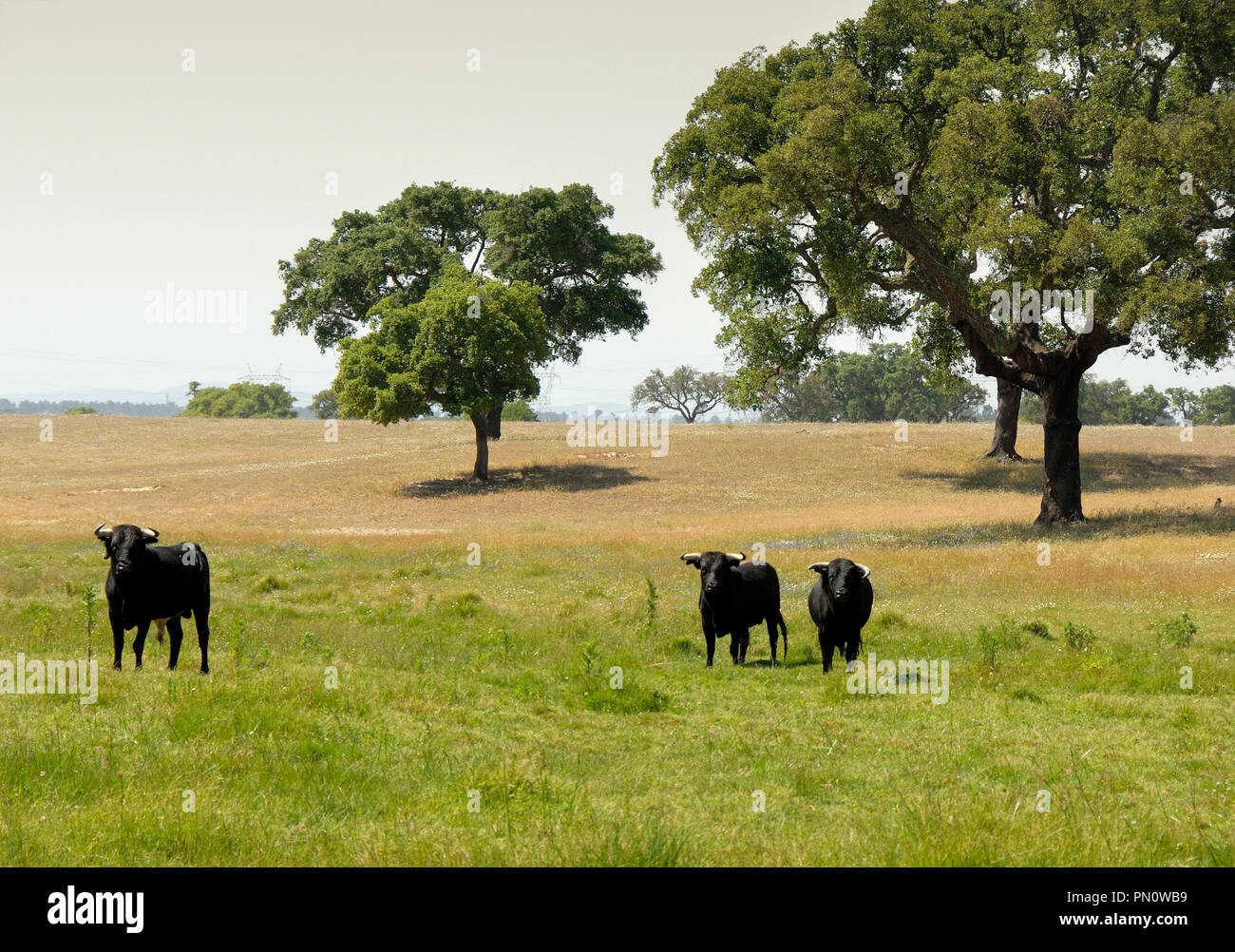 Taureaux sauvages à l'Herdade da Barroca d'Alva, Alcochete. Portugal Banque D'Images