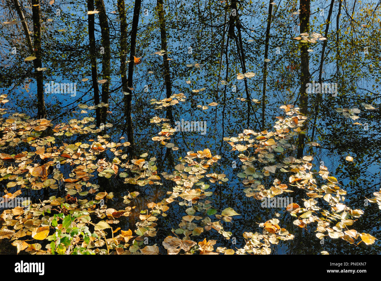 Rivière Sabor en automne. Le Parc Naturel de Montesinho, França. Trás-os-Montes, Portugal Banque D'Images