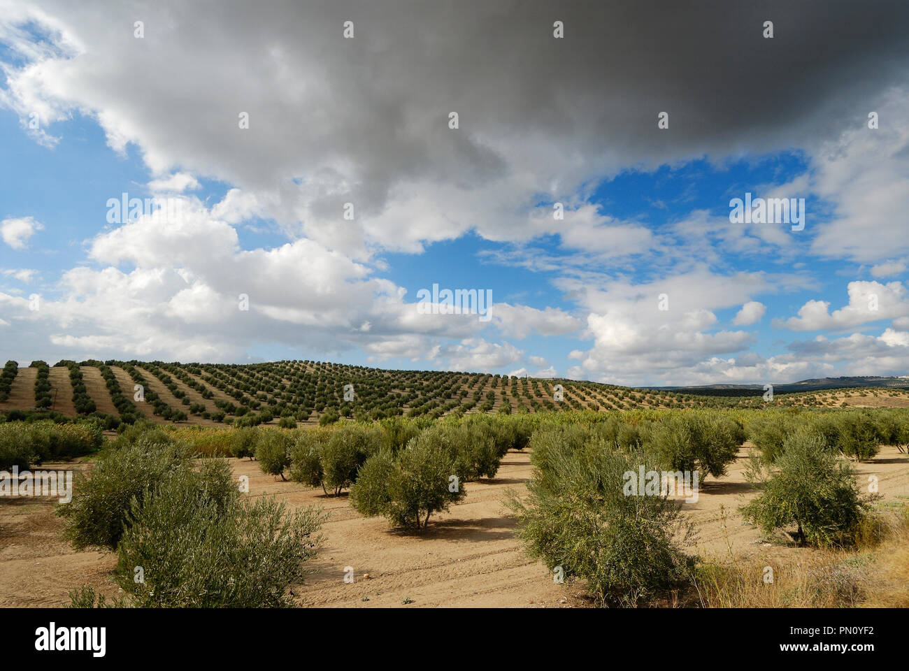 Les oliviers près de Sierra Mágina. Jaén, Espagne Banque D'Images