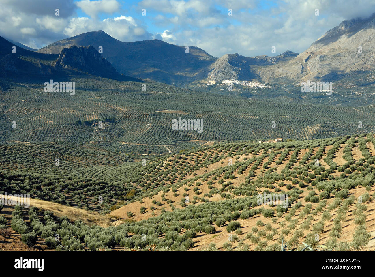 Les oliviers près de Sierra Mágina. Jaén, Espagne Banque D'Images