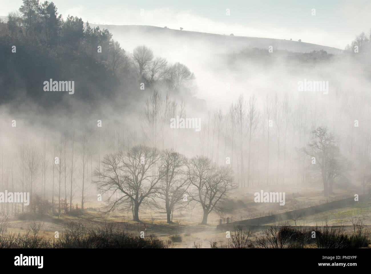 Marronniers de un jour brumeux. Le Parc Naturel de Montesinho, Trás-os-Montes, Portugal Banque D'Images