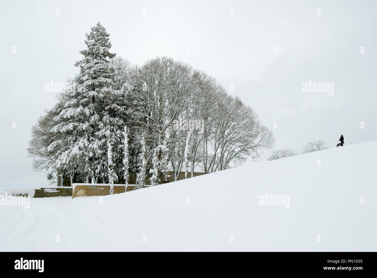 Les arbres en un jour de neige, dans la région de Montalegre. Tras os Montes, Portugal Banque D'Images