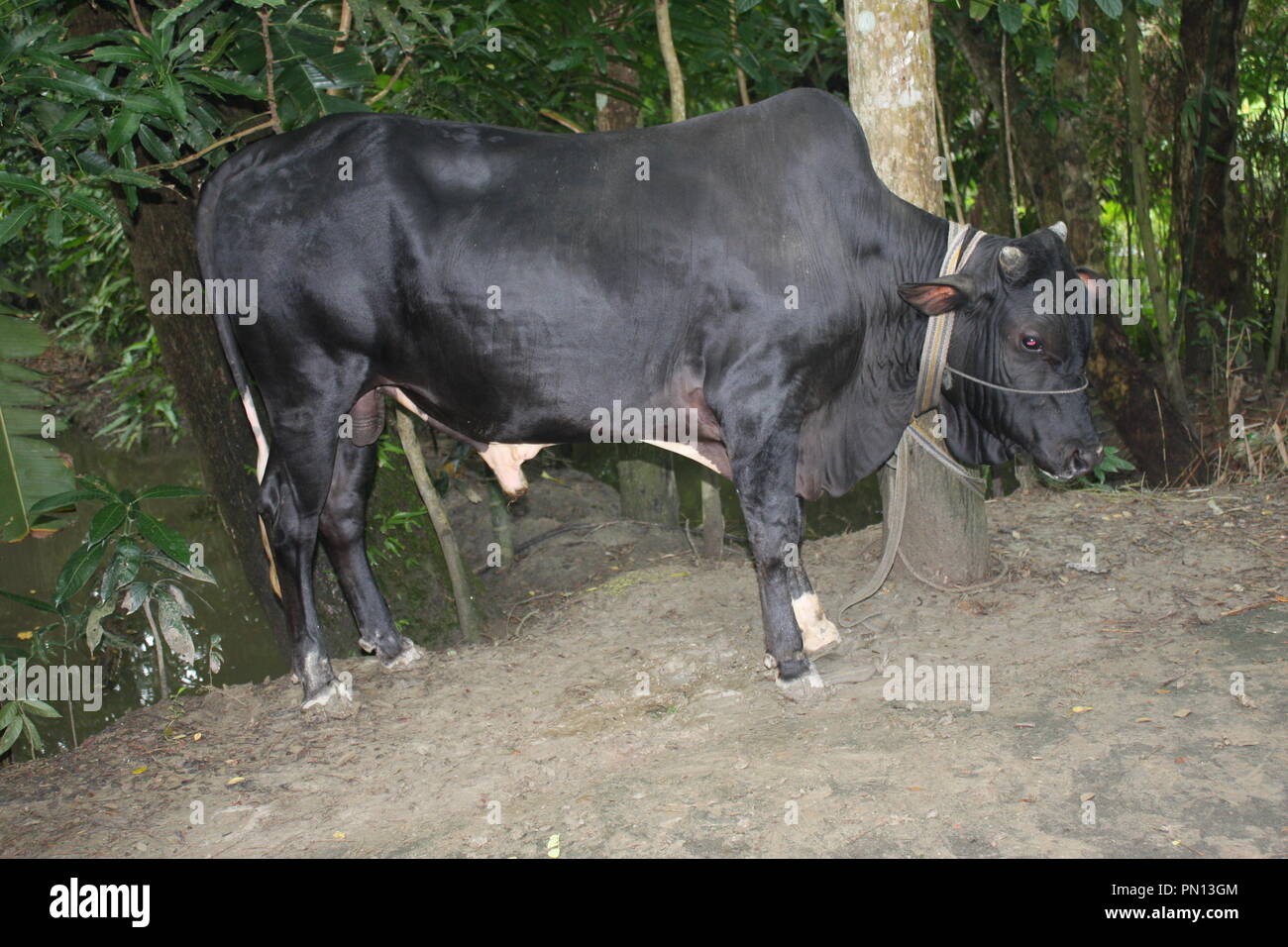 Vache noire Banque D'Images