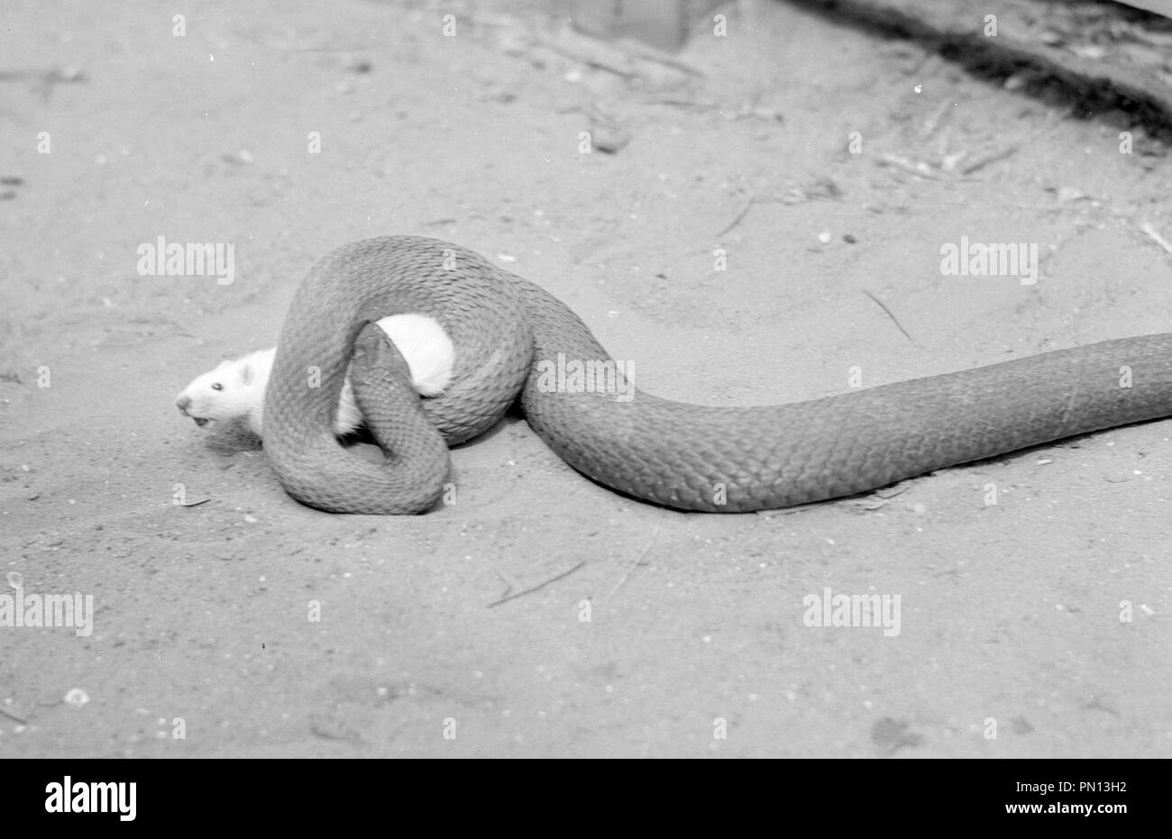 Serpent Noir Et Blanc Banque De Photographies Et Dimages à Haute Résolution Alamy