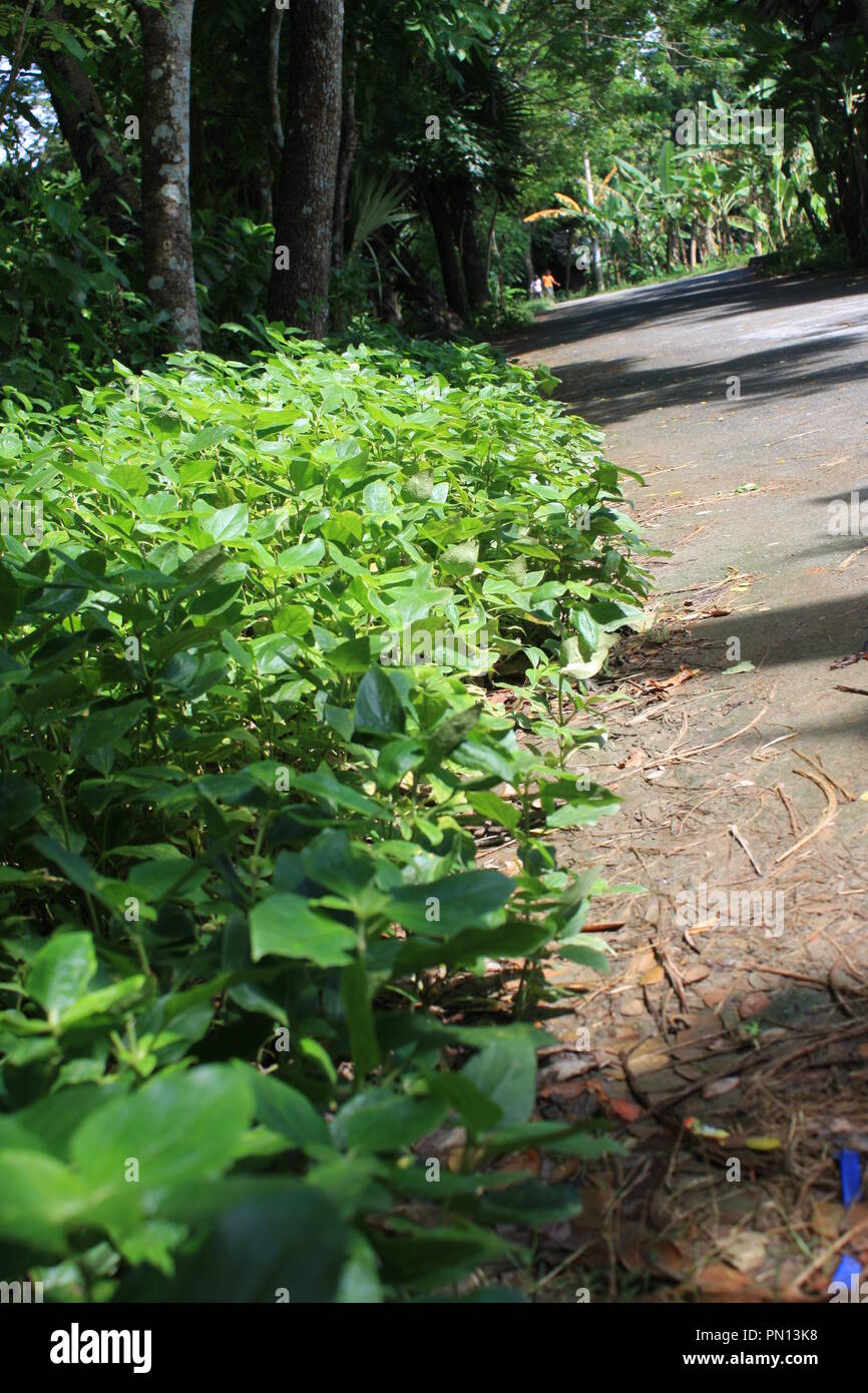 - Stevia rebaudiana (plante médicinale à côté de la route Banque D'Images