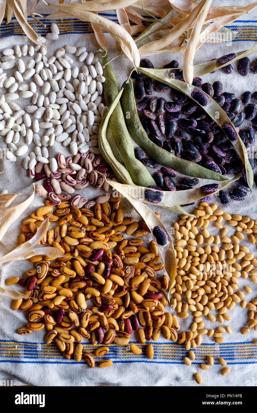 Après la récolte des fèves écosser haricots CANNELLINI, y compris les haricots d'espagne, jaune femme indienne haricots et fèves écosser oeil de tigre disposées sur une Banque D'Images
