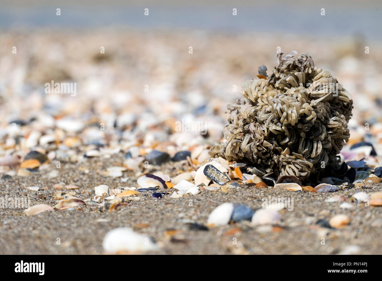 Capsules d'œufs de rapa veiné pourpre jeté à la mer (Rapana venosa) Banque D'Images