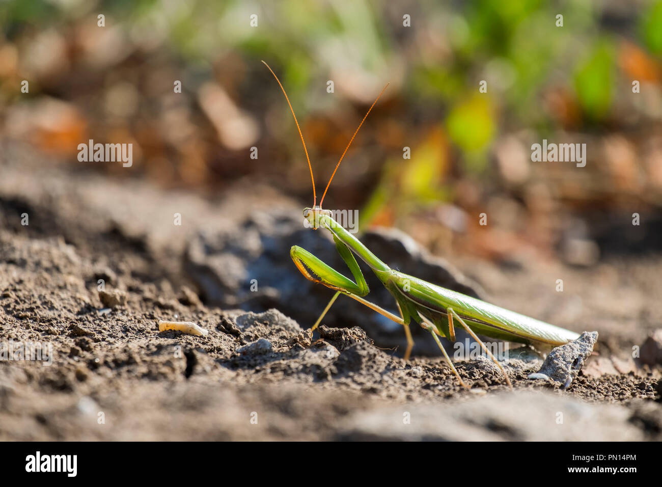 Mante religieuse européenne. La mante religieuse (Mantis religiosa) Banque D'Images